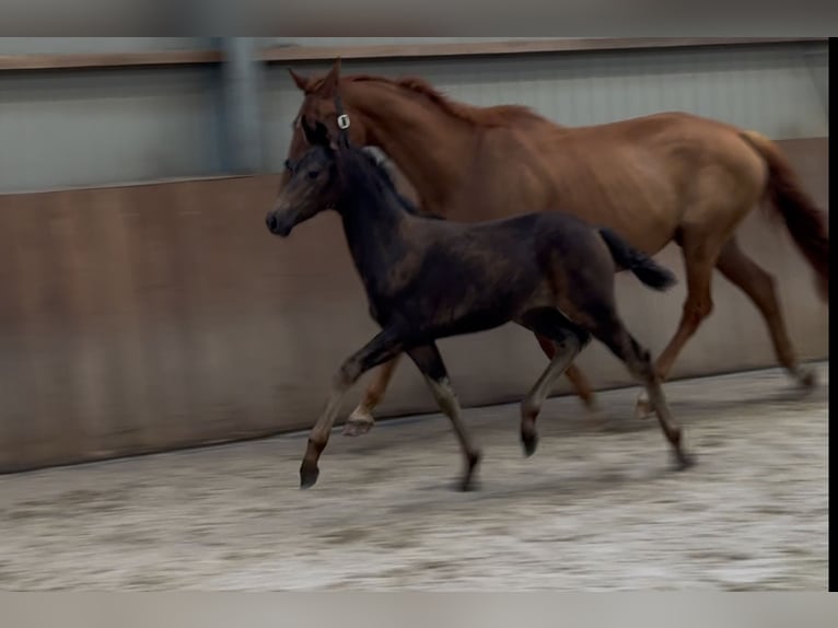 KWPN Mare Foal (03/2025) Brown in Zieuwent
