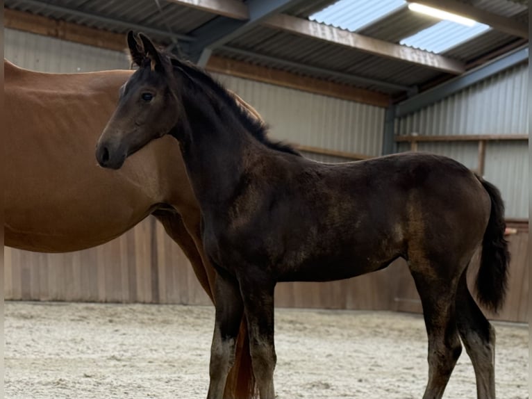 KWPN Mare Foal (03/2025) Brown in Zieuwent
