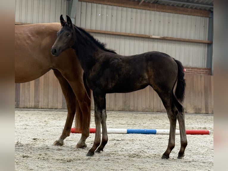 KWPN Mare Foal (03/2025) Brown in Zieuwent
