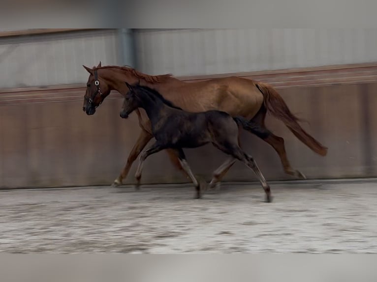 KWPN Mare Foal (03/2025) Brown in Zieuwent