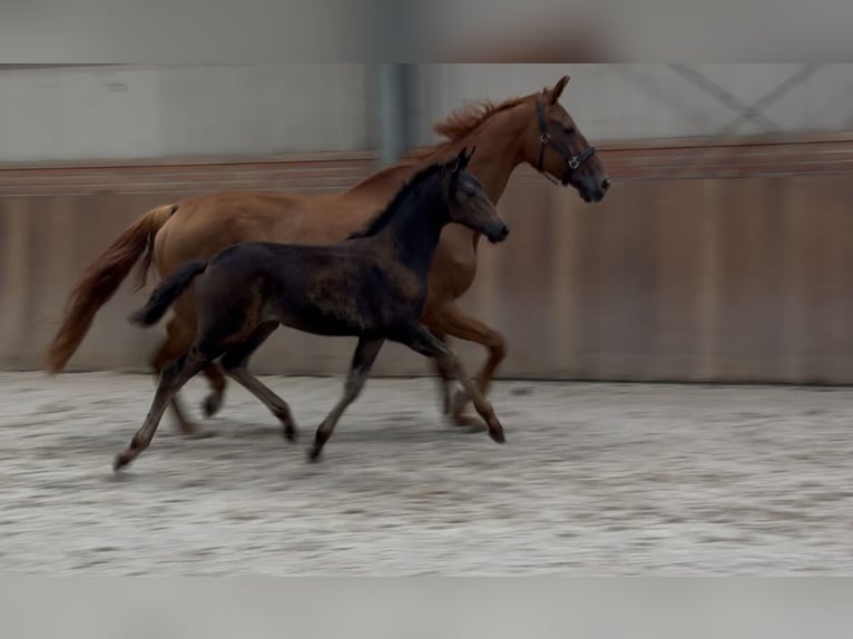 KWPN Mare Foal (03/2025) Brown in Zieuwent