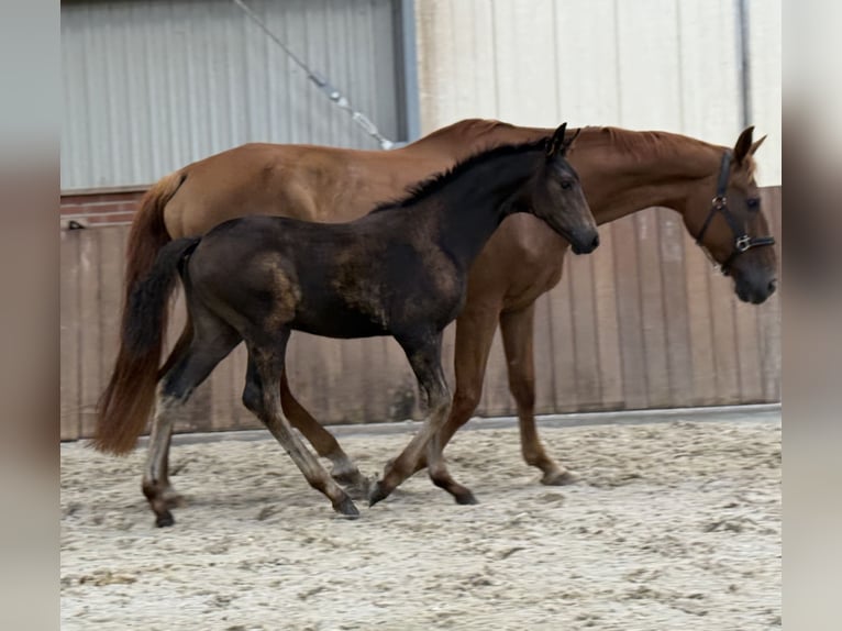 KWPN Mare Foal (03/2025) Brown in Zieuwent