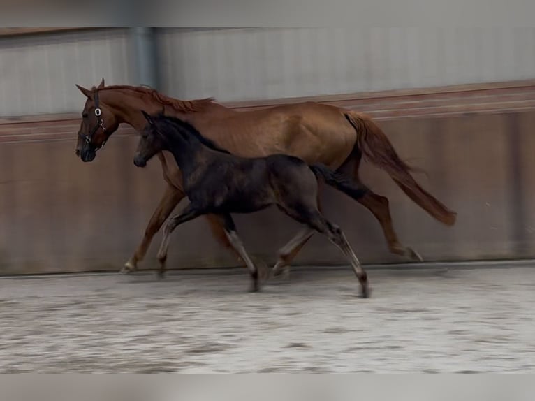 KWPN Mare Foal (03/2025) Brown in Zieuwent