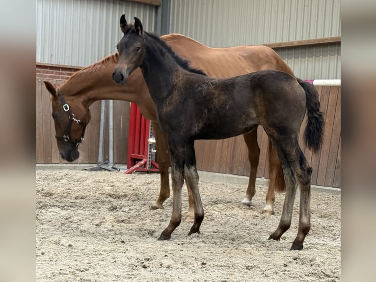 KWPN Mare Foal (03/2025) Brown in Zieuwent