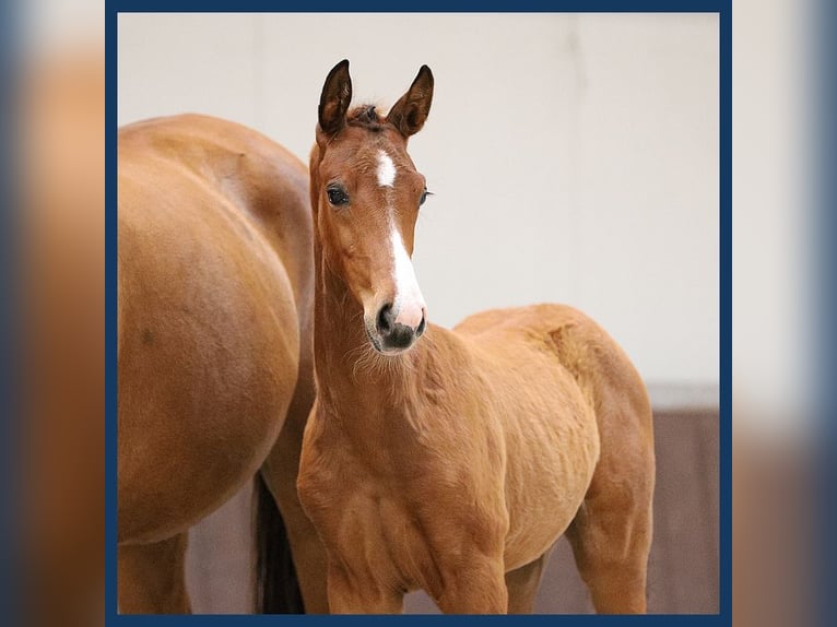 KWPN Mare Foal (05/2024) Brown in Gieten