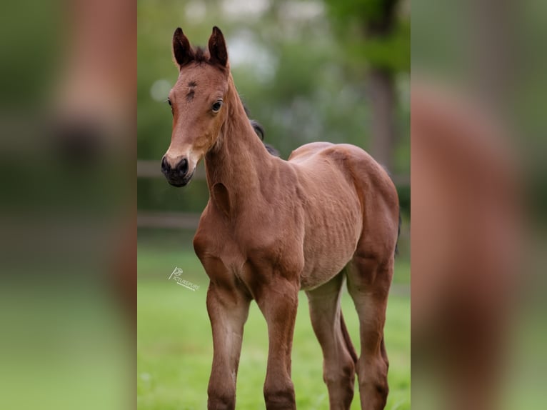 KWPN Mare  Brown in Goch