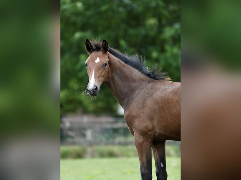 KWPN Mare Foal (04/2024) Brown in Goch