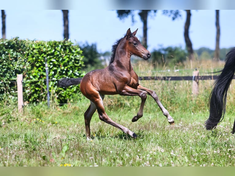 KWPN Mare Foal (06/2024) Brown in Mussel