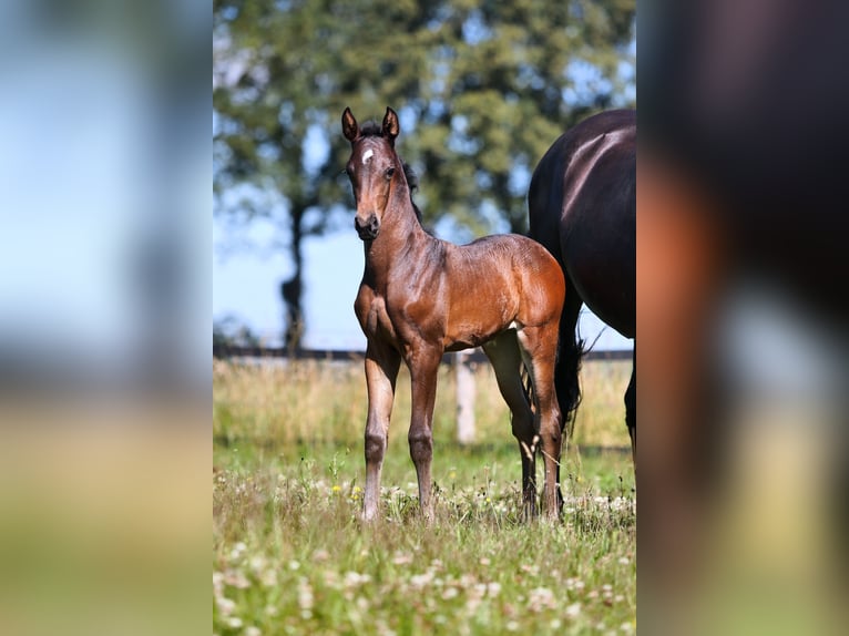 KWPN Mare Foal (06/2024) Brown in Mussel