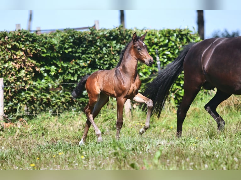 KWPN Mare Foal (06/2024) Brown in Mussel