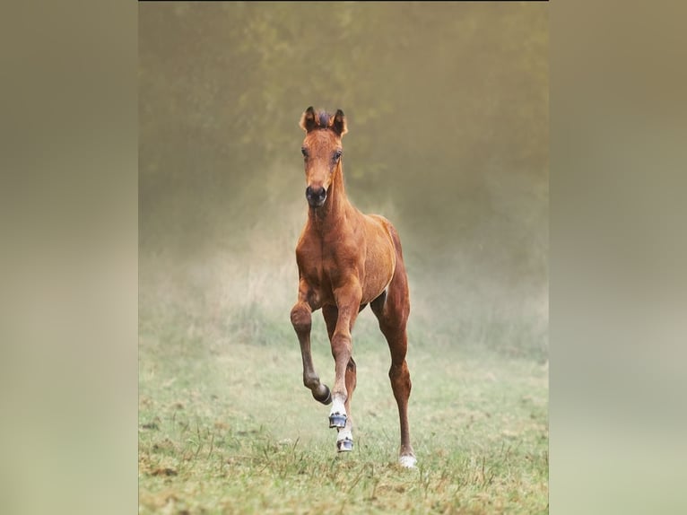 KWPN Mare Foal (07/2025) Brown in Ommen