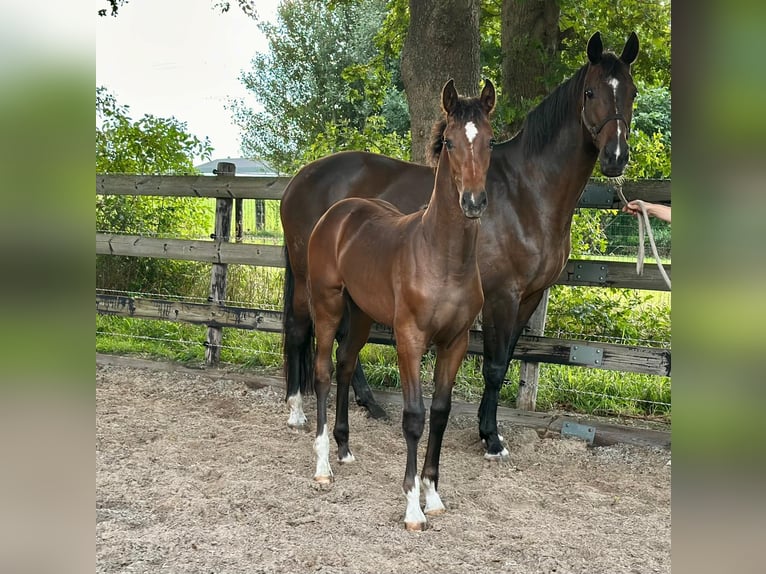 KWPN Mare Foal (03/2025) Brown in Slagharen