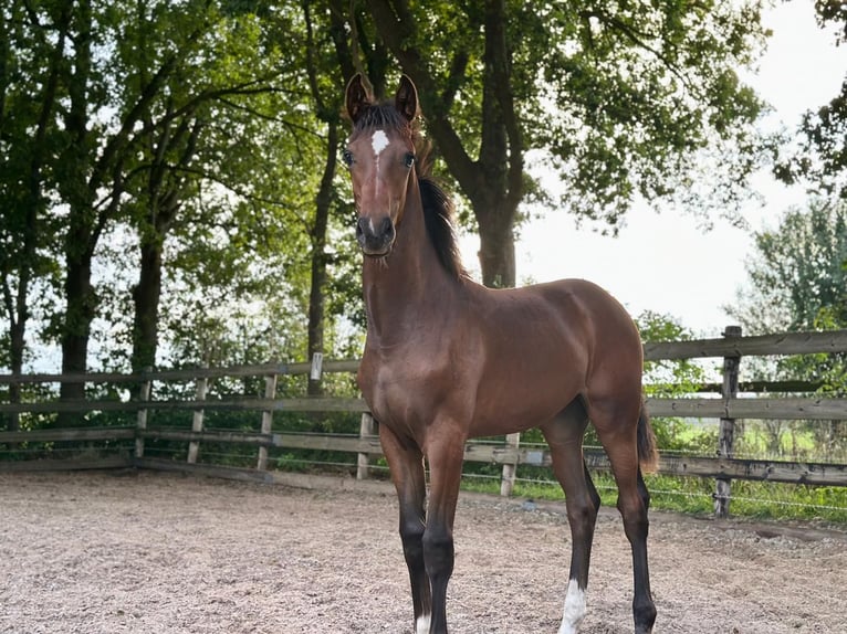 KWPN Mare Foal (03/2025) Brown in Slagharen