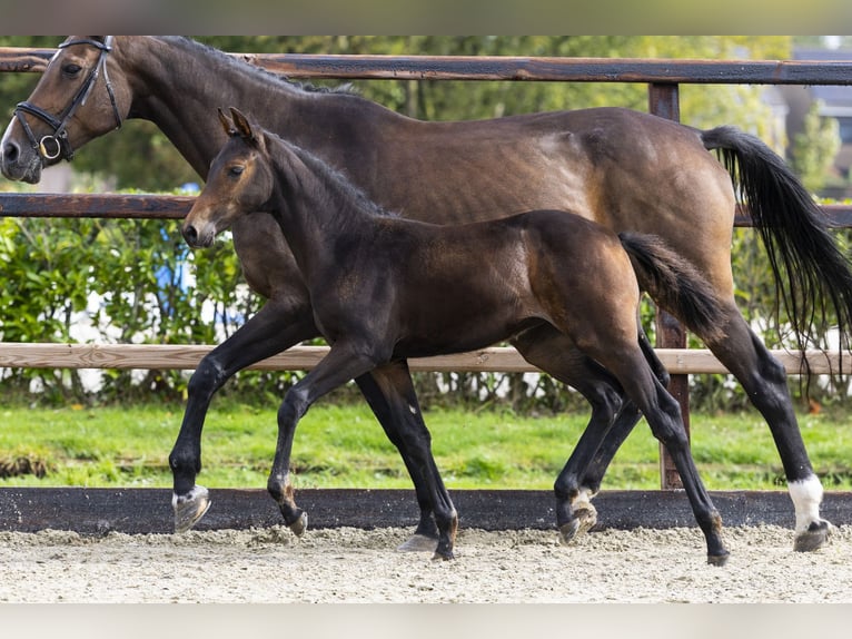 KWPN Mare Foal (06/2025) Brown in Waddinxveen