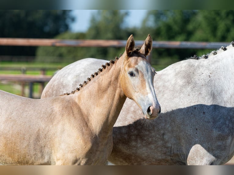 KWPN Mare Foal (05/2026) Brown Falb mold in Waddinxveen