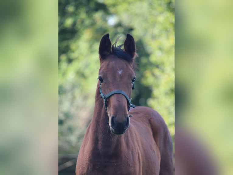 KWPN Mare Foal (06/2026) Brown in Enter