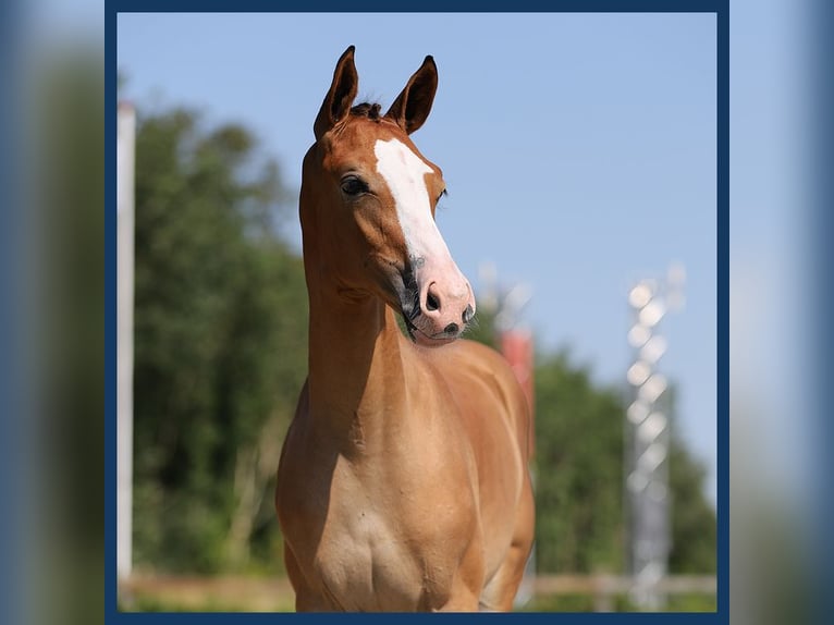 KWPN Mare Foal (05/2024) Brown in Gieten