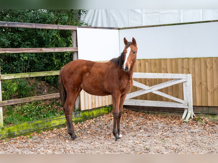 KWPN Mare Foal (04/2025) Brown in GROTE-BROGEL