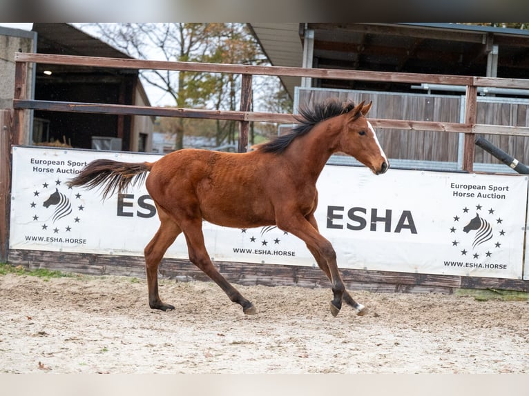 KWPN Mare Foal (04/2025) Brown in GROTE-BROGEL