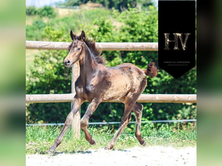KWPN Mare  Buckskin in Marly-sous-Issy