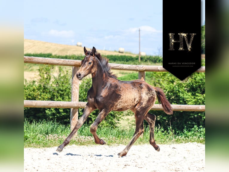 KWPN Mare  Buckskin in Marly-sous-Issy