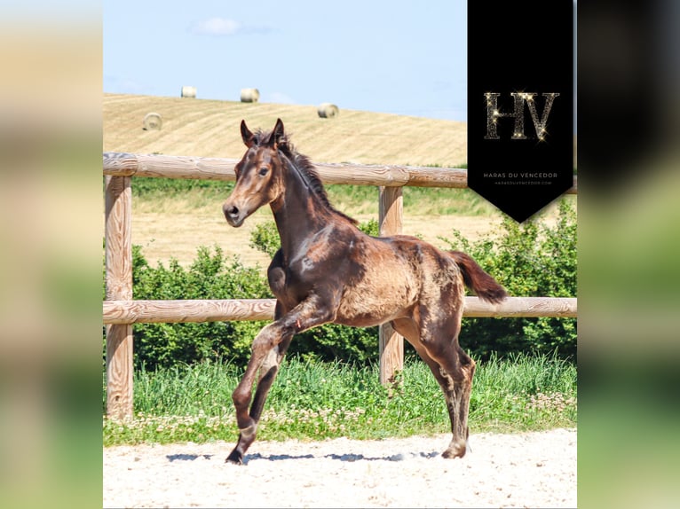 KWPN Mare  Buckskin in Marly-sous-Issy