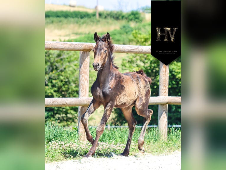KWPN Mare  Buckskin in Marly-sous-Issy