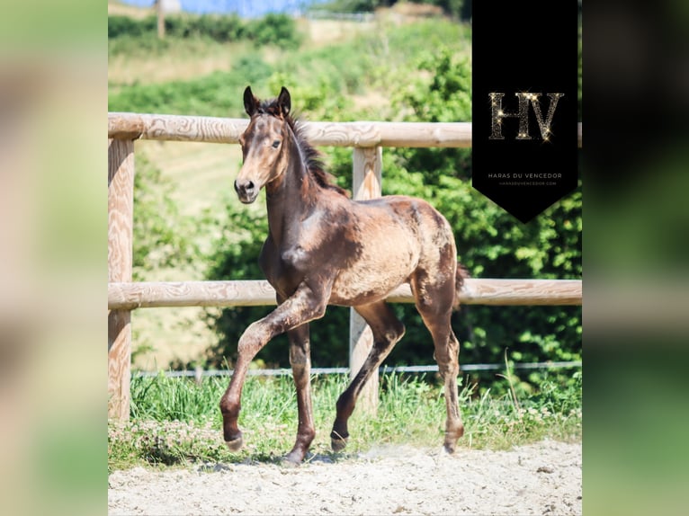 KWPN Mare  Buckskin in Marly-sous-Issy