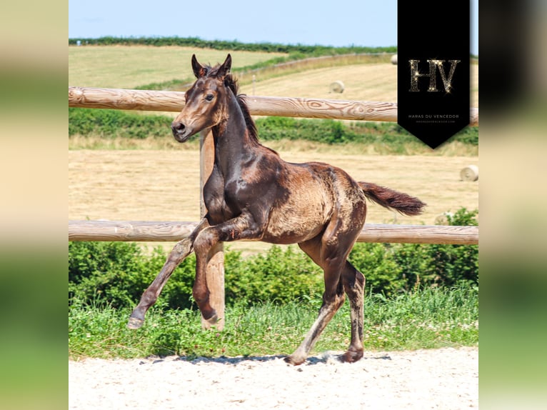 KWPN Mare  Buckskin in Marly-sous-Issy