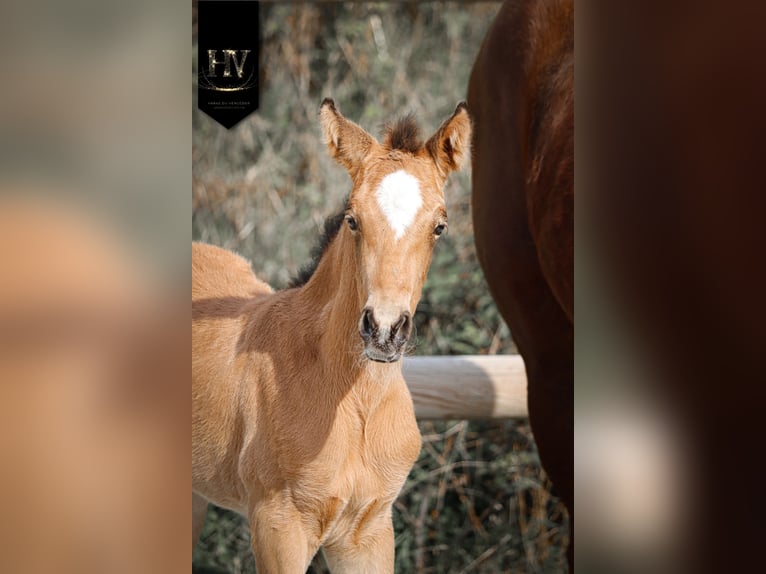 KWPN Mare Foal (01/2026) Buckskin in Grury
