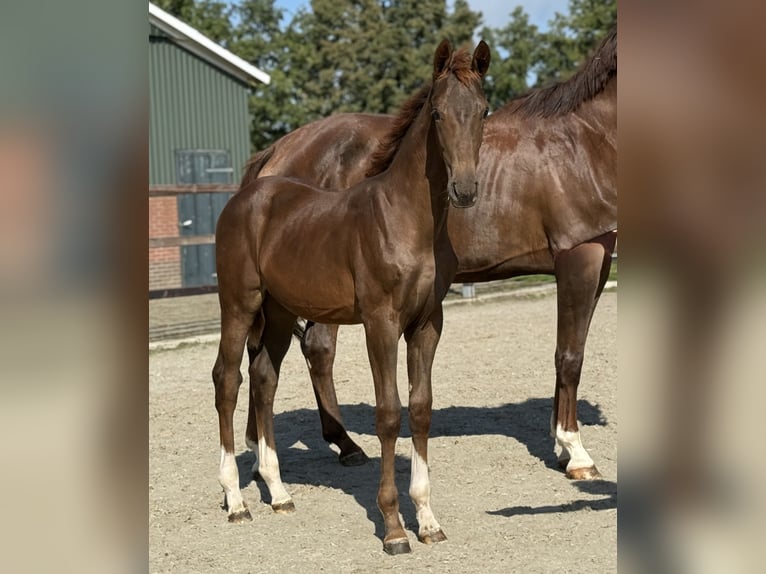KWPN Mare Foal (03/2025) Chestnut in Zieuwent