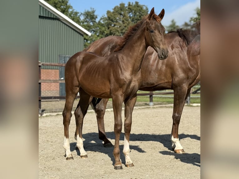 KWPN Mare Foal (03/2025) Chestnut in Zieuwent