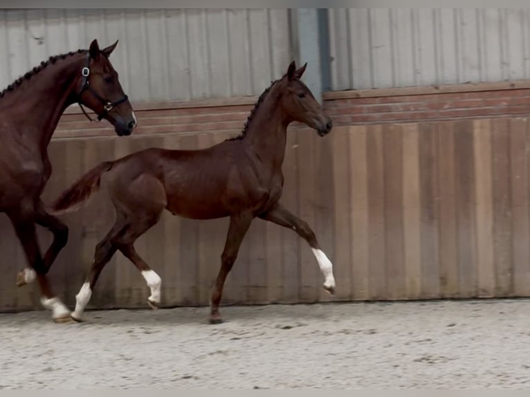 KWPN Mare Foal (04/2025) Chestnut in Zieuwent