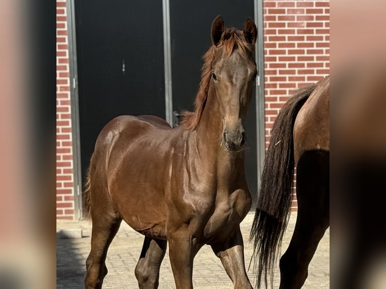 KWPN Mare Foal (04/2025) Chestnut in Zieuwent