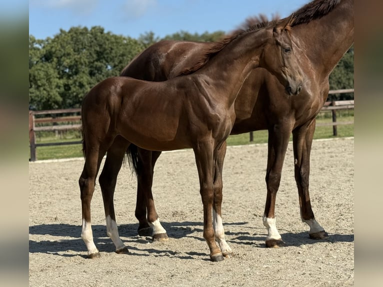 KWPN Mare Foal (03/2025) Chestnut in Zieuwent