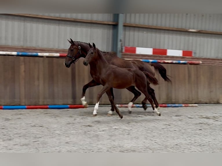 KWPN Mare Foal (04/2025) Chestnut in Zieuwent