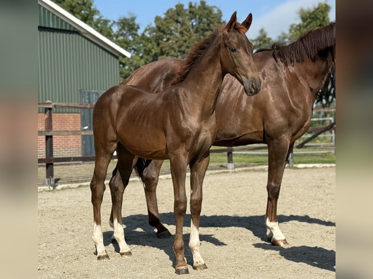 KWPN Mare Foal (03/2025) Chestnut in Zieuwent