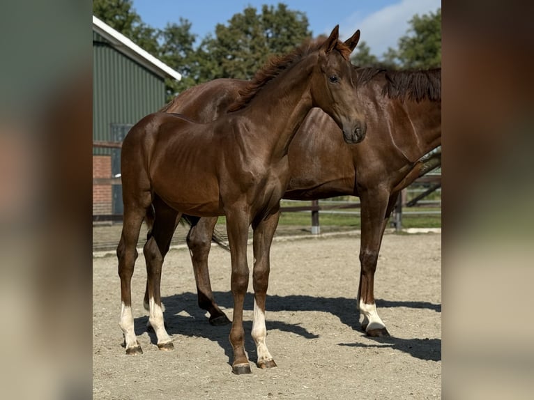 KWPN Mare Foal (03/2025) Chestnut in Zieuwent