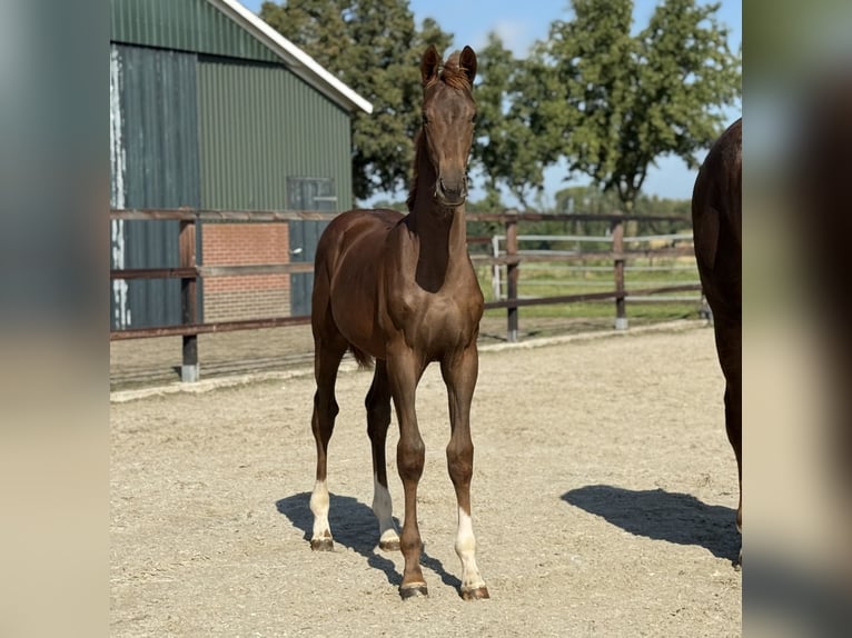 KWPN Mare Foal (03/2025) Chestnut in Zieuwent