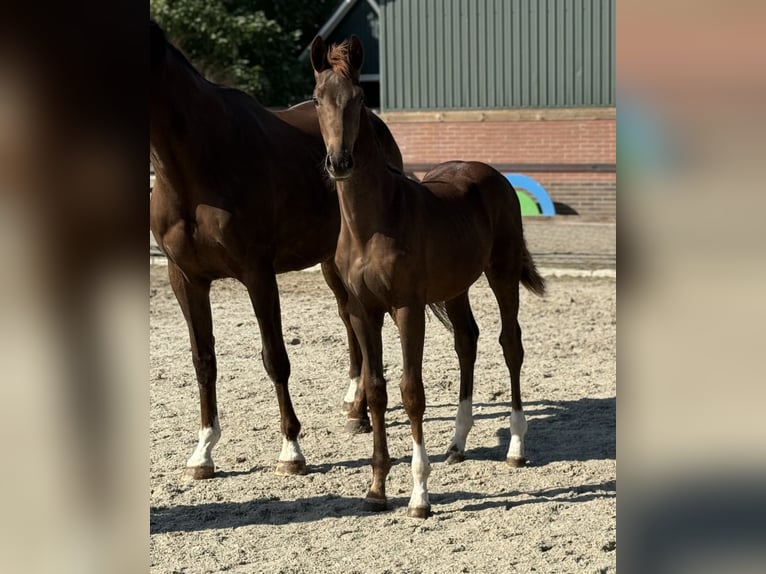 KWPN Mare Foal (03/2025) Chestnut in Zieuwent