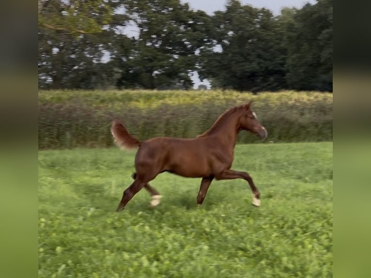 KWPN Mare Foal (04/2026) Chestnut in Holten