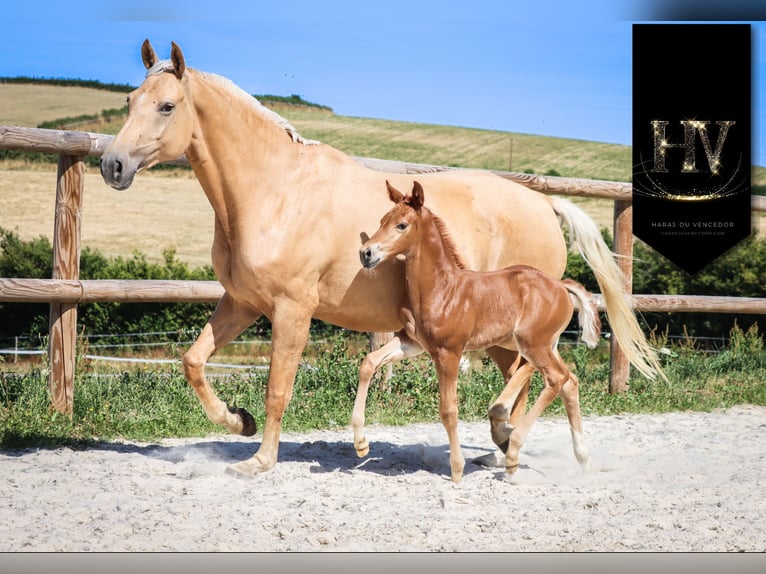 KWPN Mare  Chestnut in Marly-sous-Issy