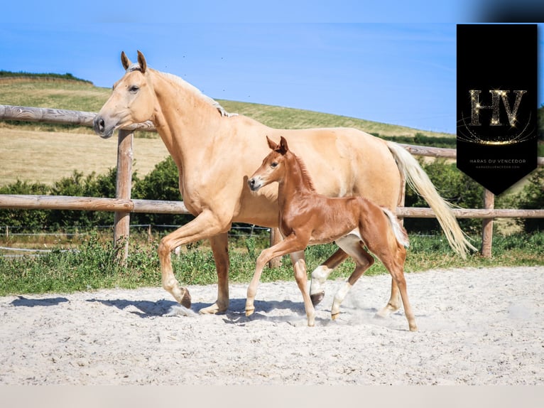 KWPN Mare  Chestnut in Marly-sous-Issy