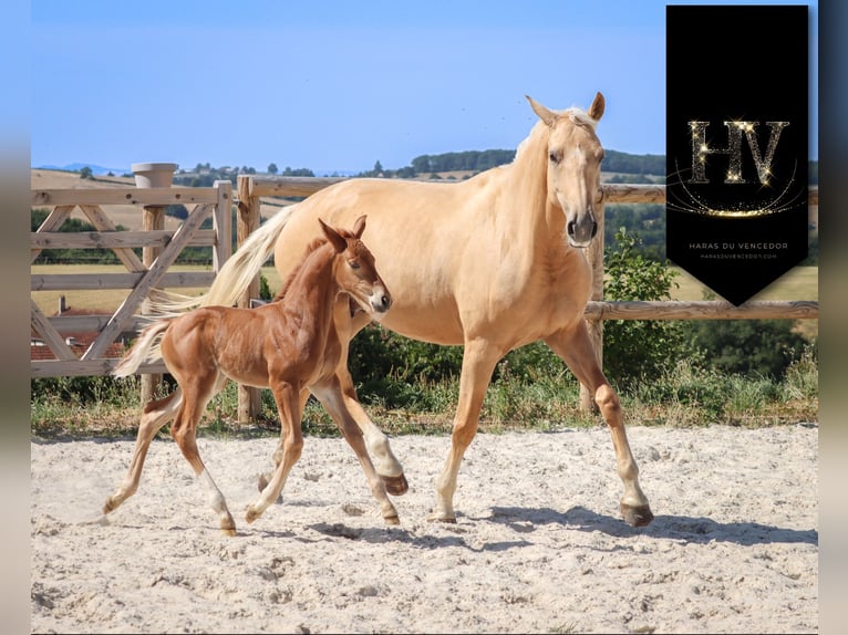 KWPN Mare  Chestnut in Marly-sous-Issy