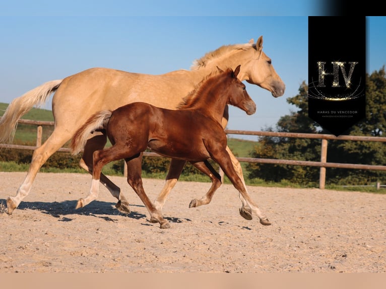 KWPN Mare Foal (06/2025) Chestnut in Marly-sous-Issy