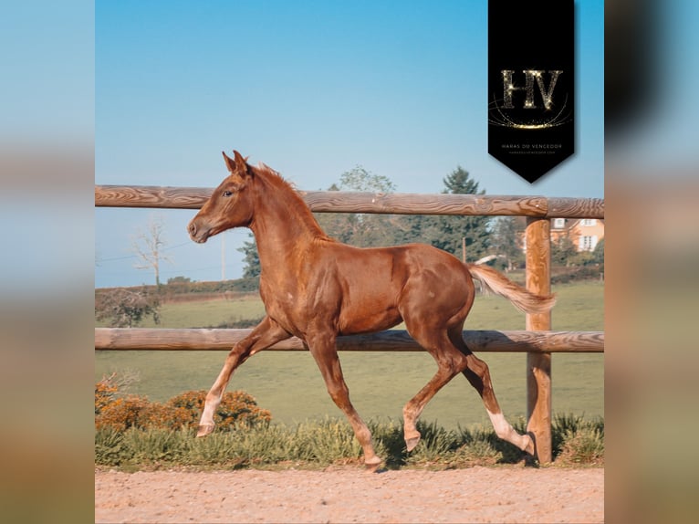 KWPN Mare Foal (06/2025) Chestnut in Marly-sous-Issy