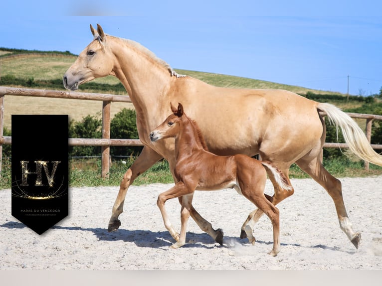 KWPN Mare  Chestnut in Marly-sous-Issy