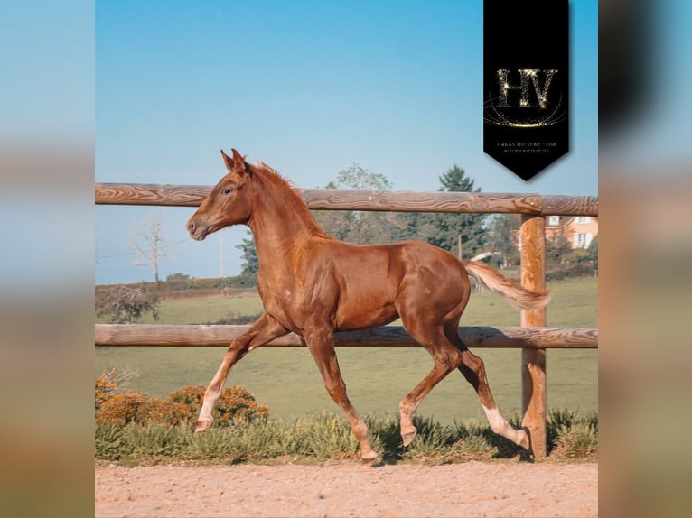 KWPN Mare Foal (06/2025) Chestnut in Marly-sous-Issy