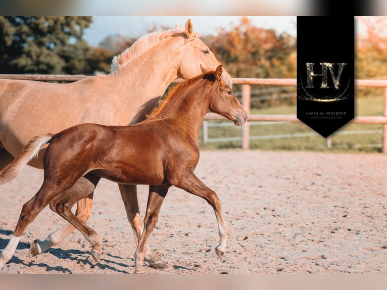 KWPN Mare Foal (06/2025) Chestnut in Marly-sous-Issy