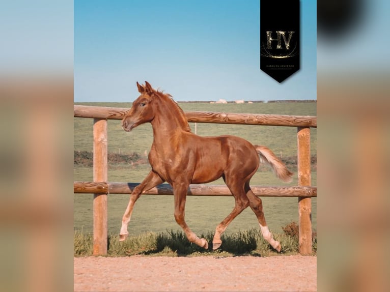 KWPN Mare Foal (06/2025) Chestnut in Marly-sous-Issy